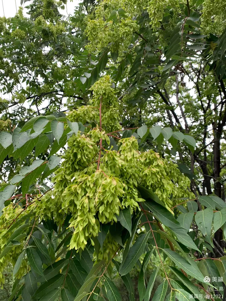 愿这平凡却又独特的臭椿树,能一直生长在人们的生活